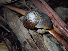 Hedleyella falconeri