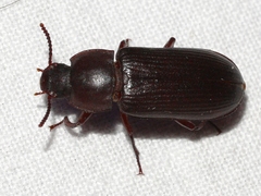 Neatus tenebrioides