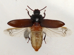 Neatus tenebrioides