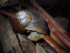 Hedleyella falconeri