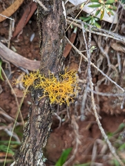 Teloschistes flavicans