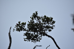 Himatione sanguinea