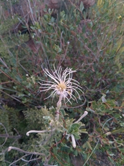 Clematis villosa stanleyi