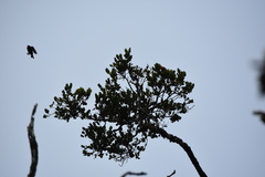 Himatione sanguinea