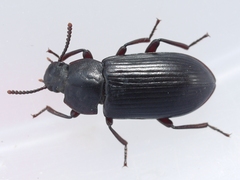 Neatus tenebrioides