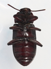 Neatus tenebrioides