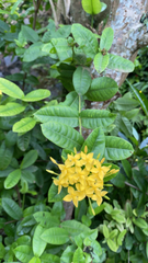 Ixora