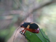 Dysdercus albofasciatus