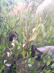 Cryptolepis oblongifolia