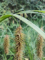 Carex excelsa