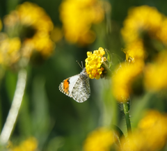 Anthocharis sara