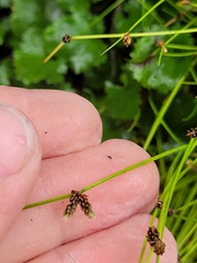 Isolepis praetextata