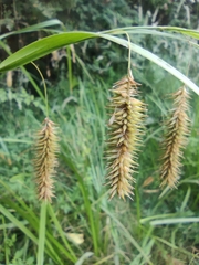 Carex excelsa