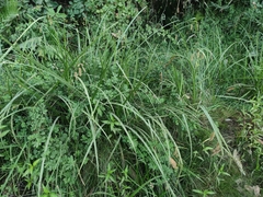 Carex excelsa