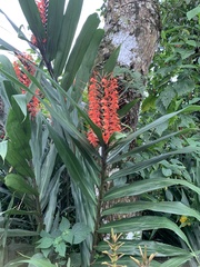 Hedychium coccineum