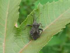 Camptischium