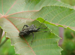 Camptischium