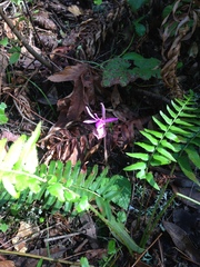 Calypso bulbosa occidentalis