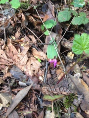 Calypso bulbosa occidentalis