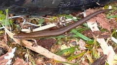 Oligosoma aeneum
