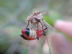 Dysdercus albofasciatus