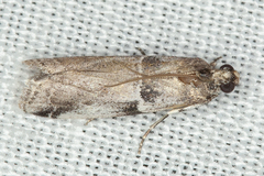 Quasisalebria admixta