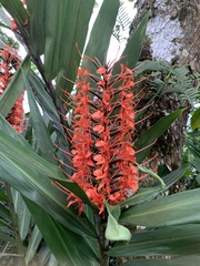 Hedychium coccineum