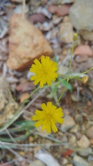 Anthaxia hungarica