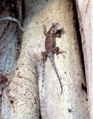 Sceloporus melanorhinus