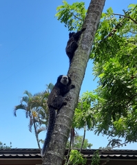 Callithrix geoffroyi