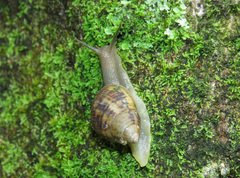 Drymaeus acervatus