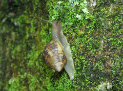 Drymaeus acervatus