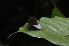 Tanaecia iapis