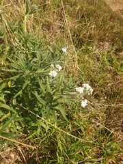 Cryptantha intermedia