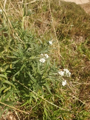 Cryptantha intermedia
