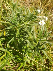 Cryptantha intermedia
