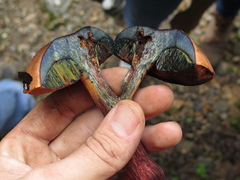 Boletus fairchildianus