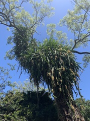 Selenicereus undatus