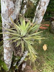 Tillandsia geminiflora