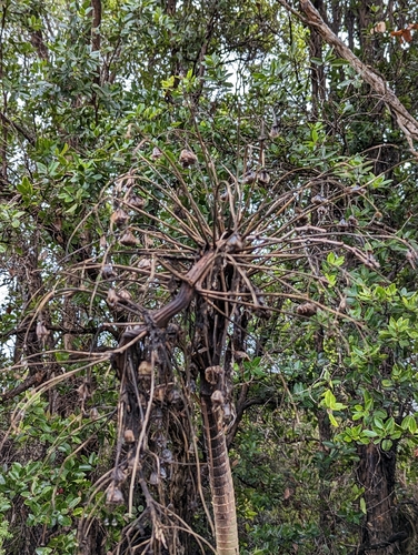Image of Wilkesia gymnoxiphium by (c) Skyler Principe, some rights reserved (CC BY)