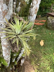 Tillandsia geminiflora