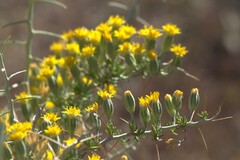 Tetradymia spinosa