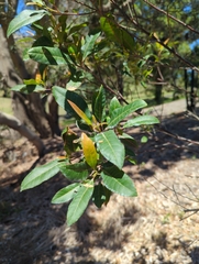Elaeocarpus reticulatus