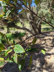 Elaeocarpus reticulatus