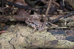 Leptobrachella ventripunctata
