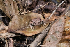 Leptobrachella ventripunctata