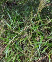 Dianella sandwicensis