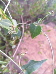 Pentarrhinum insipidum