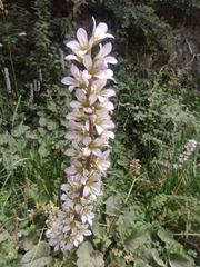 Francoa appendiculata