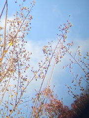 Selasphorus calliope